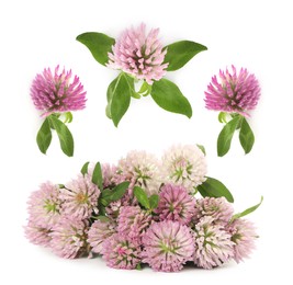 Image of Set with beautiful clover flowers on white background 