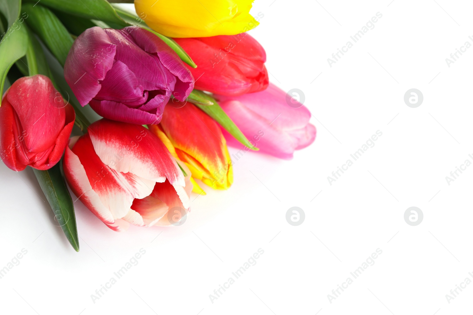 Photo of Beautiful bright spring tulips on white background, closeup
