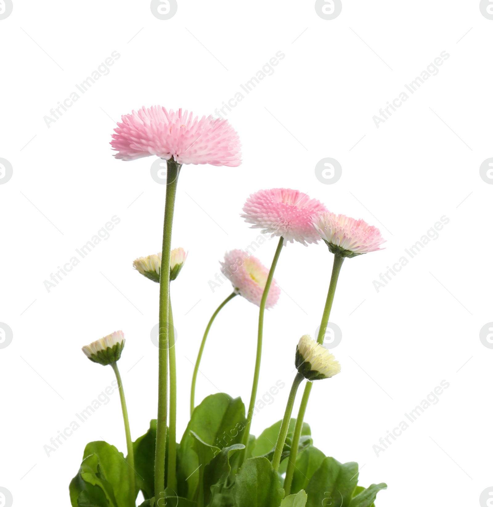 Photo of Beautiful blooming daisies against white background. Spring flowers