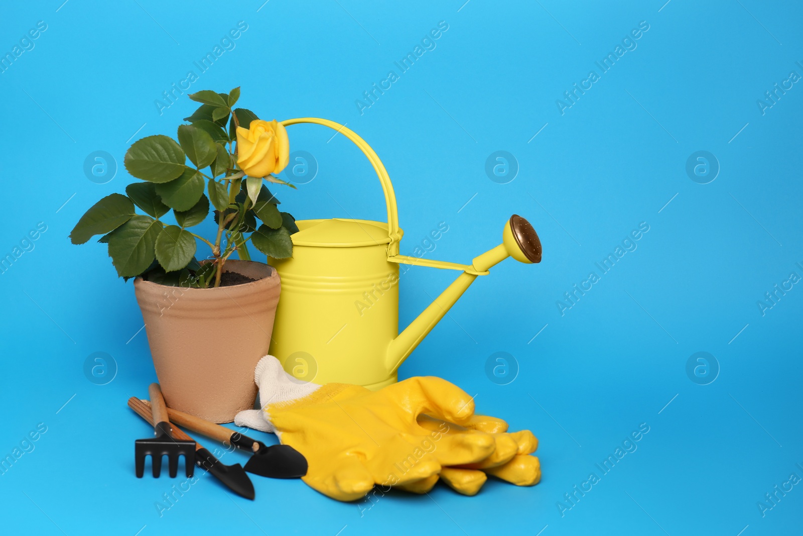 Photo of Gardening gloves, tools and pot with beautiful rose on light blue background