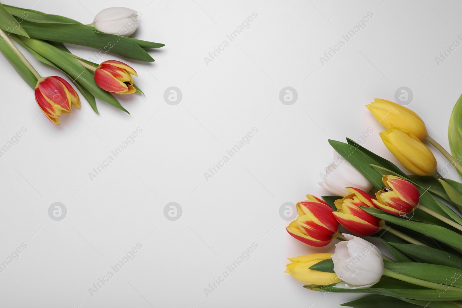 Photo of Beautiful colorful tulip flowers on white background, flat lay. Space for text