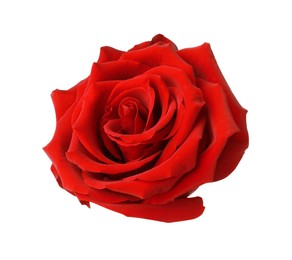 Beautiful fresh red rose isolated on white