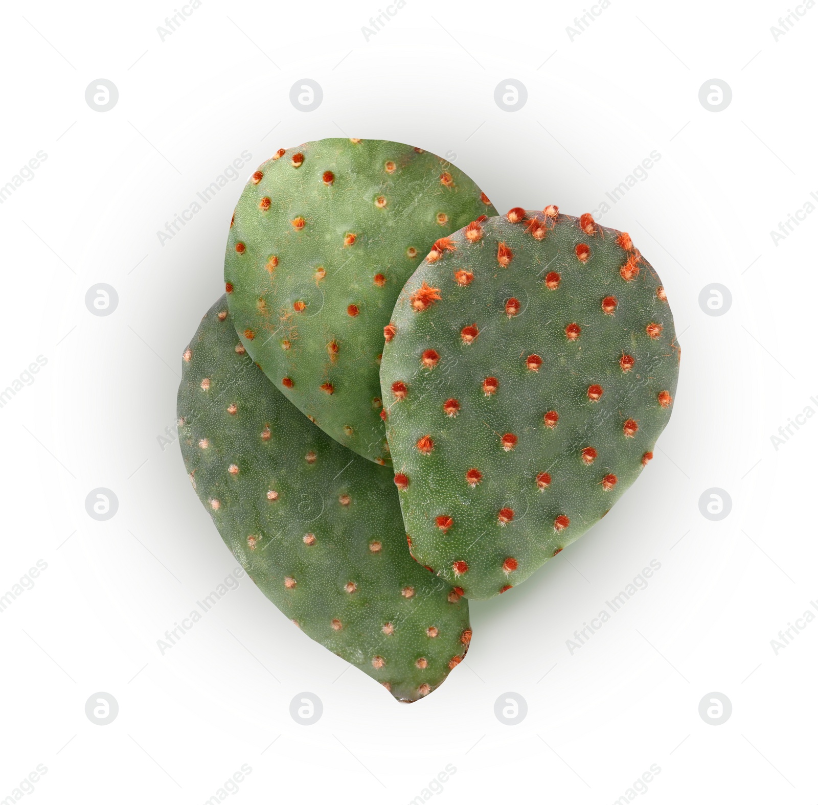 Image of Beautiful Opuntia pads leaves on white background, top view