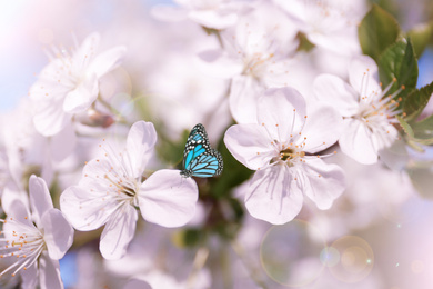 Image of Beautiful butterfly and blossoming flowers outdoors on sunny day