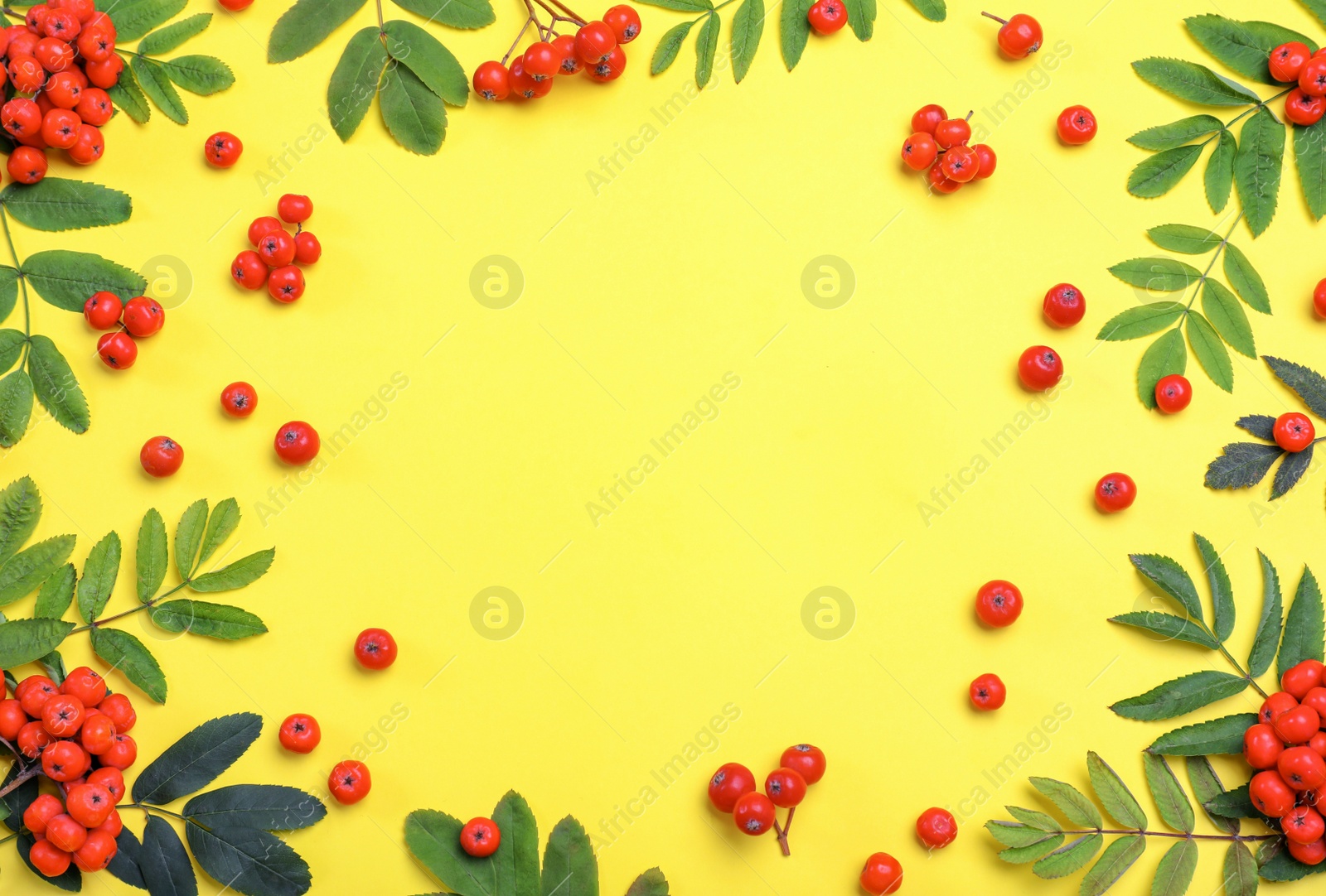 Photo of Frame of fresh ripe rowan berries and green leaves on yellow background, flat lay. Space for text