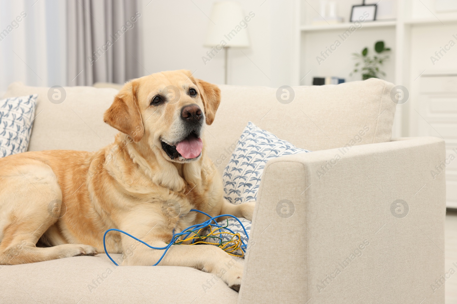 Photo of Naughty Labrador Retriever dog with damaged electrical wire on sofa at home