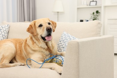 Photo of Naughty Labrador Retriever dog with damaged electrical wire on sofa at home