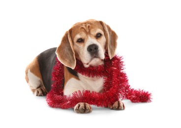 Photo of Cute Beagle dog with red Christmas tinsel on white background