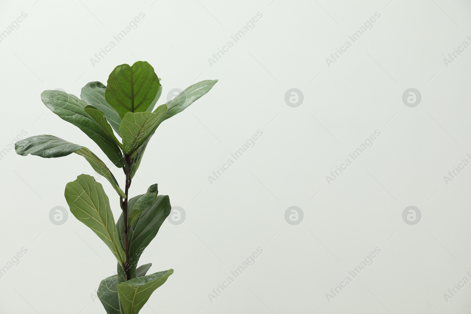 Photo of Fiddle Fig or Ficus Lyrata plant with green leaves on light background. Space for text