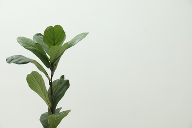 Photo of Fiddle Fig or Ficus Lyrata plant with green leaves on light background. Space for text