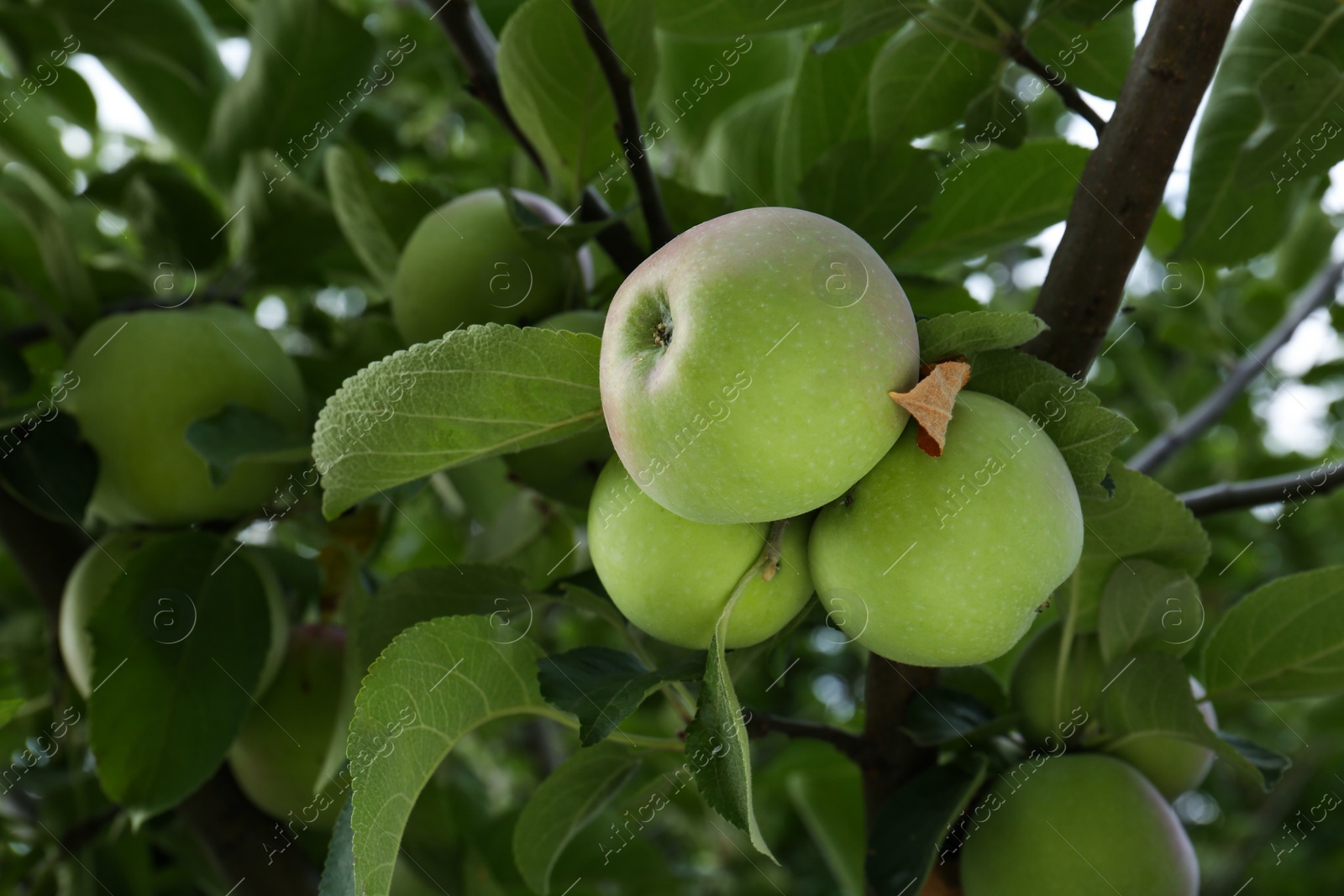 Photo of Apples and leaves on tree branches in garden, low angle view