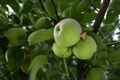 Photo of Apples and leaves on tree branches in garden, low angle view