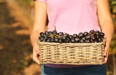 Photo of Woman holding basket with fresh ripe juicy grapes in vineyard, closeup