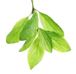 Photo of Branch with green leaves on white background