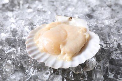 Fresh raw scallop in shell on ice cubes, closeup