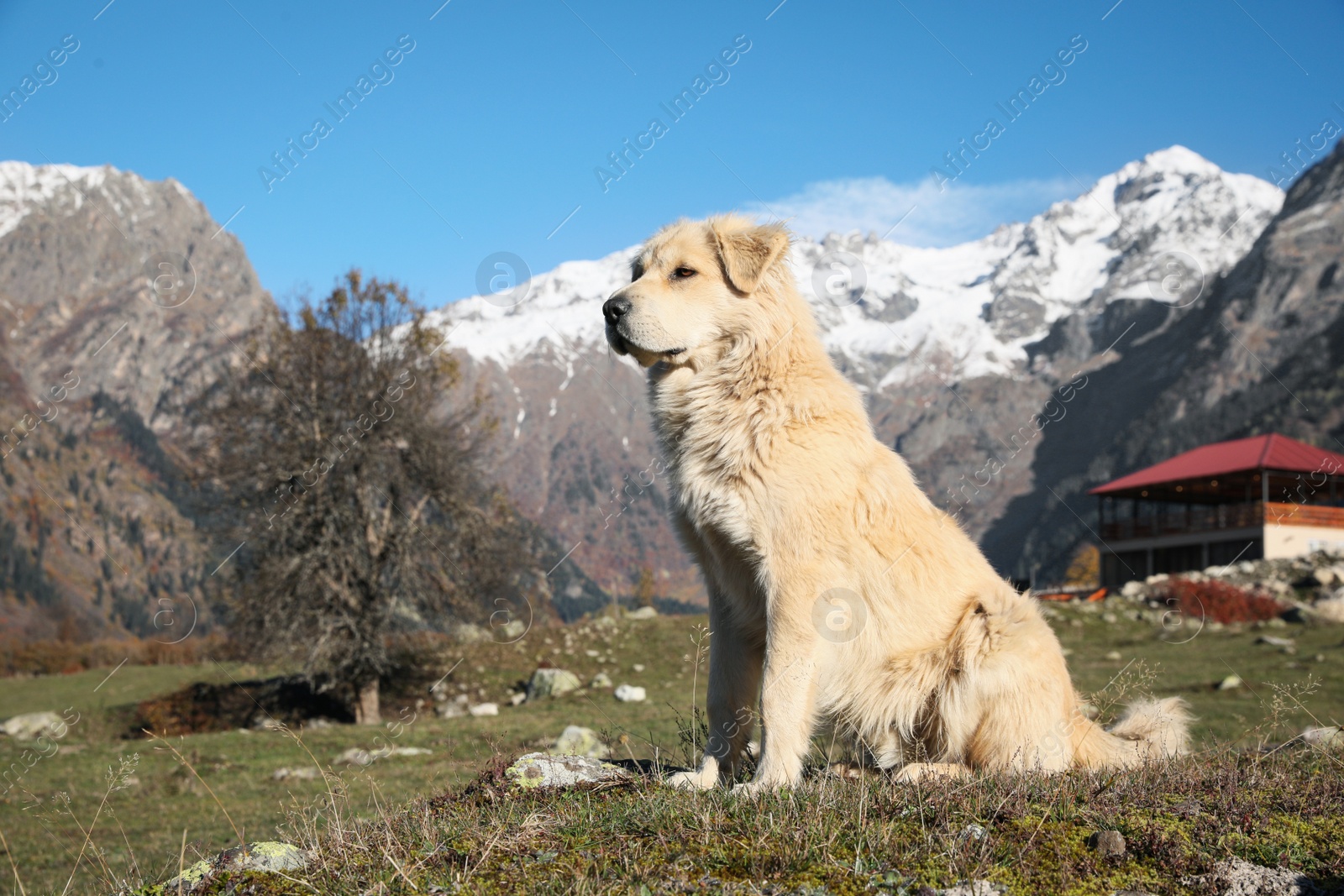 Photo of Adorable dog in mountains on sunny day