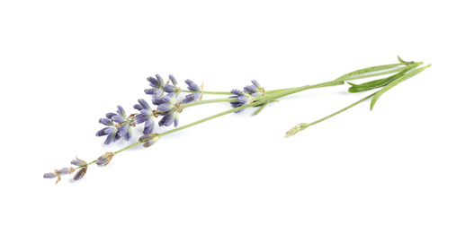 Photo of Beautiful blooming lavender flowers on white background