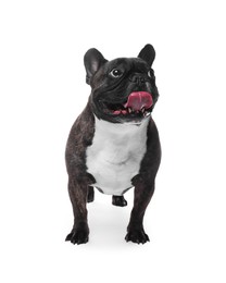 Adorable French Bulldog on white background. Lovely pet