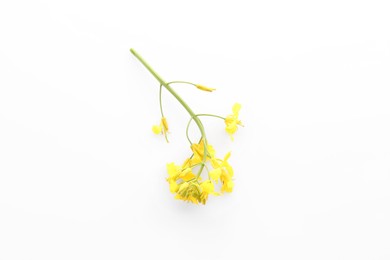 Photo of Beautiful yellow rapeseed flowers on white background, top view