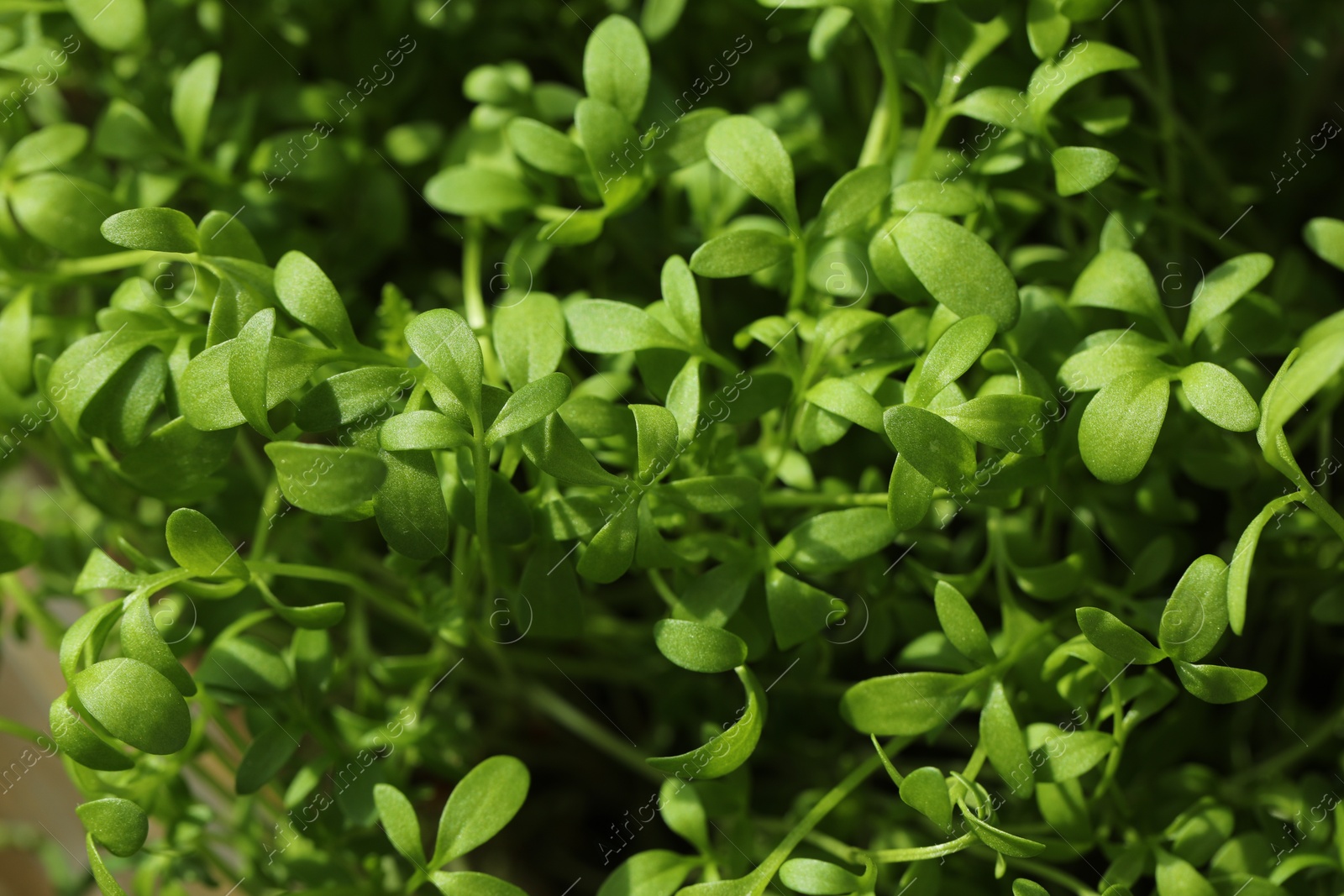 Photo of Fresh arugula microgreen growing on blurred background, closeup