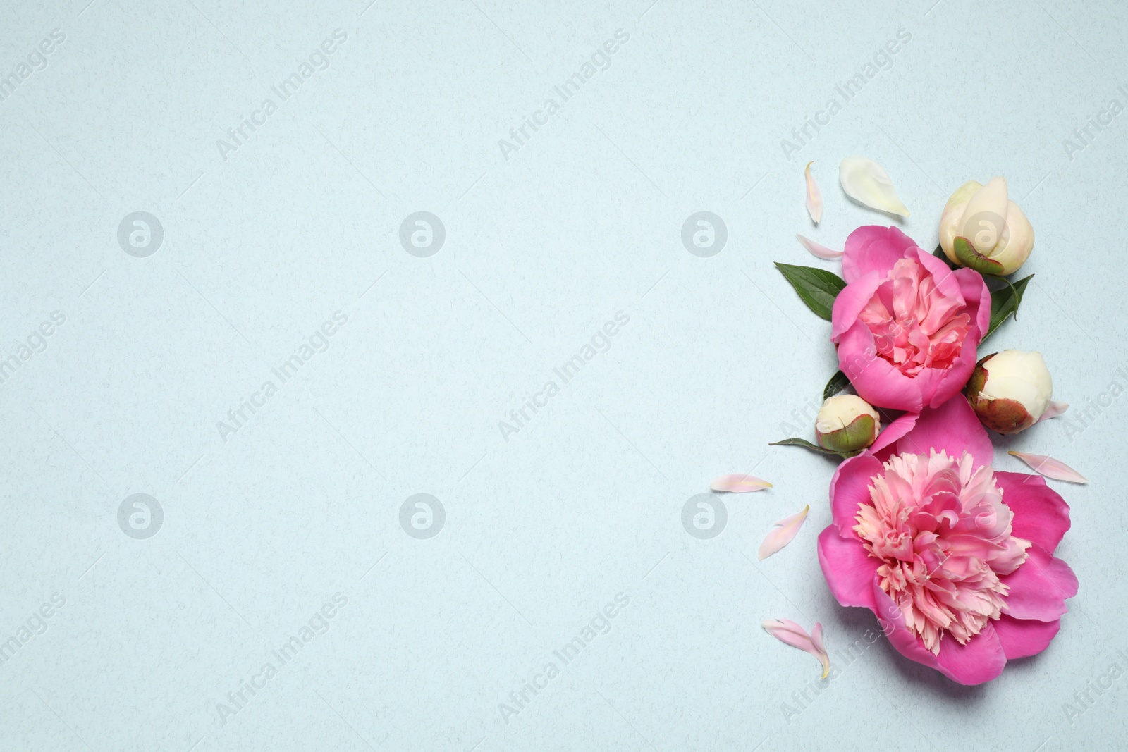 Photo of Beautiful fresh peonies on light blue background, flat lay. Space for text