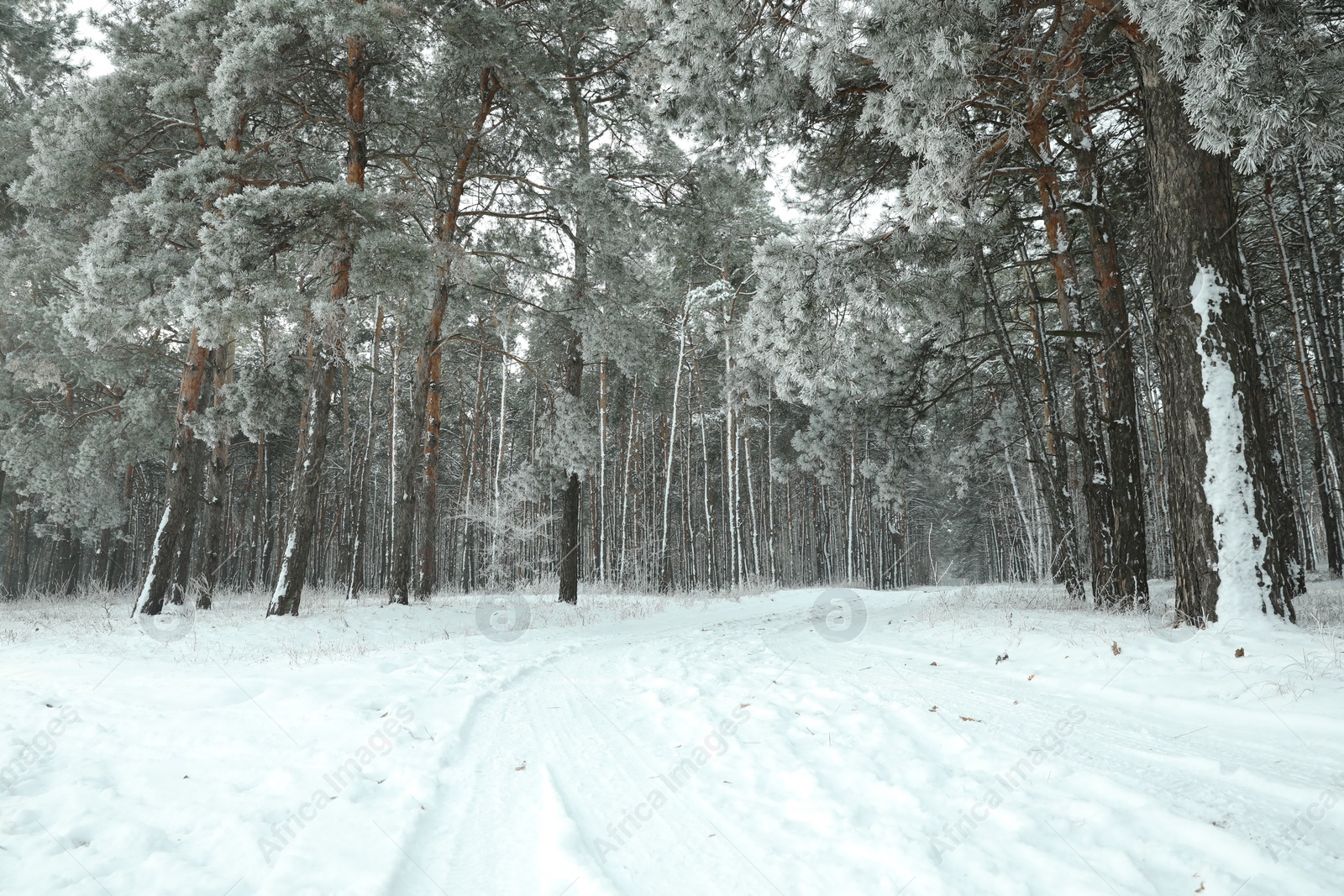 Photo of Beautiful forest covered with snow in winter