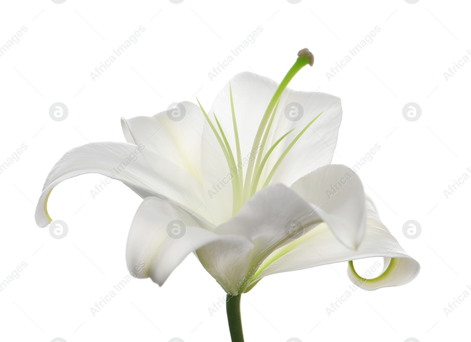 Photo of Beautiful fresh lily flower isolated on white