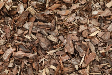 Tree bark pieces as background, top view