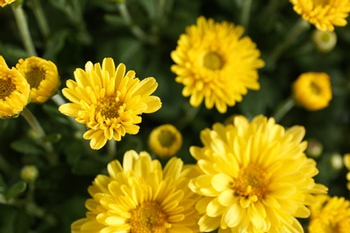 Photo of Beautiful yellow chrysanthemum flowers with leaves, closeup