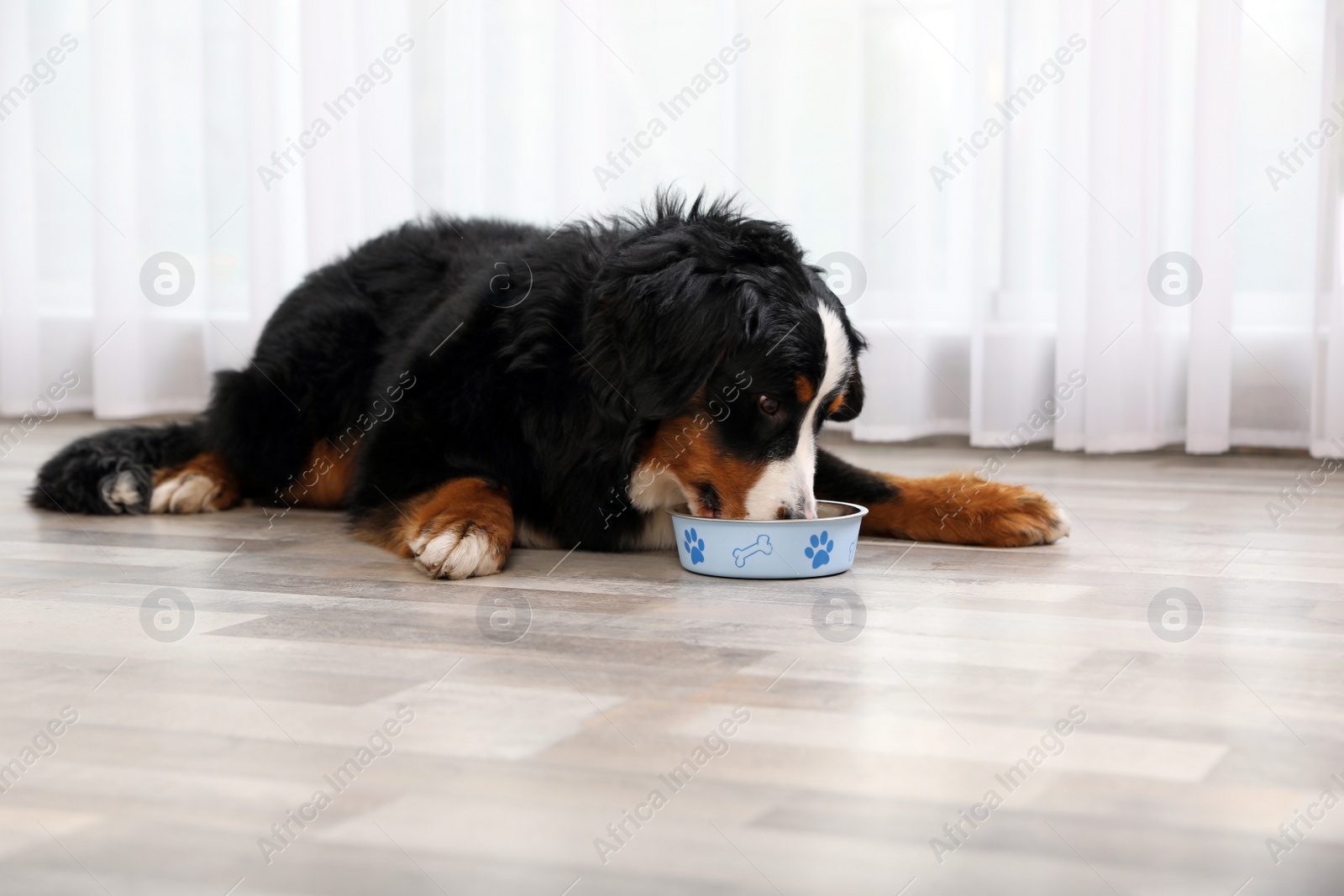 Photo of Bernese mountain dog eating from bowl on floor indoors