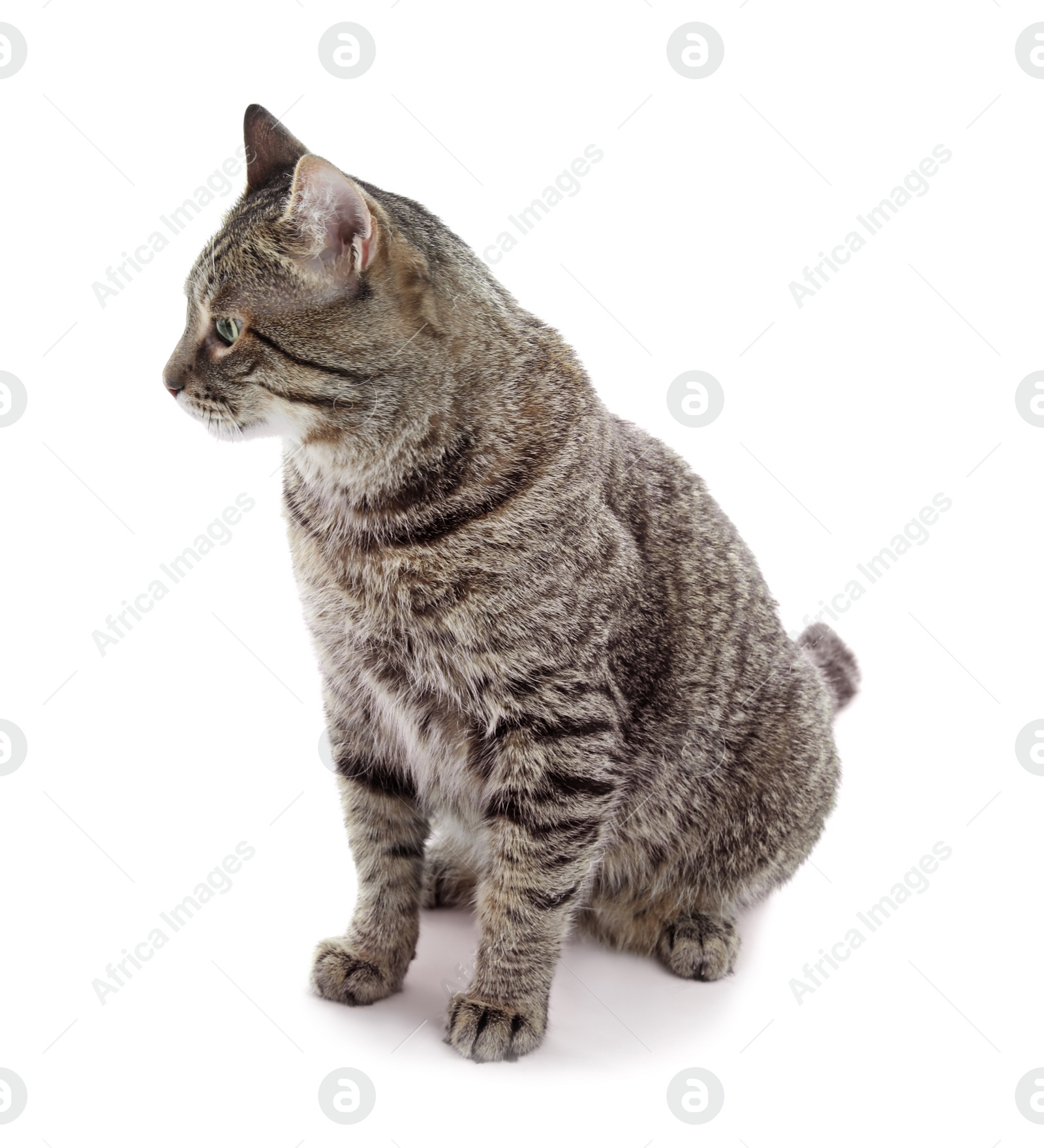 Photo of Cute cat on white background. Lovely pet