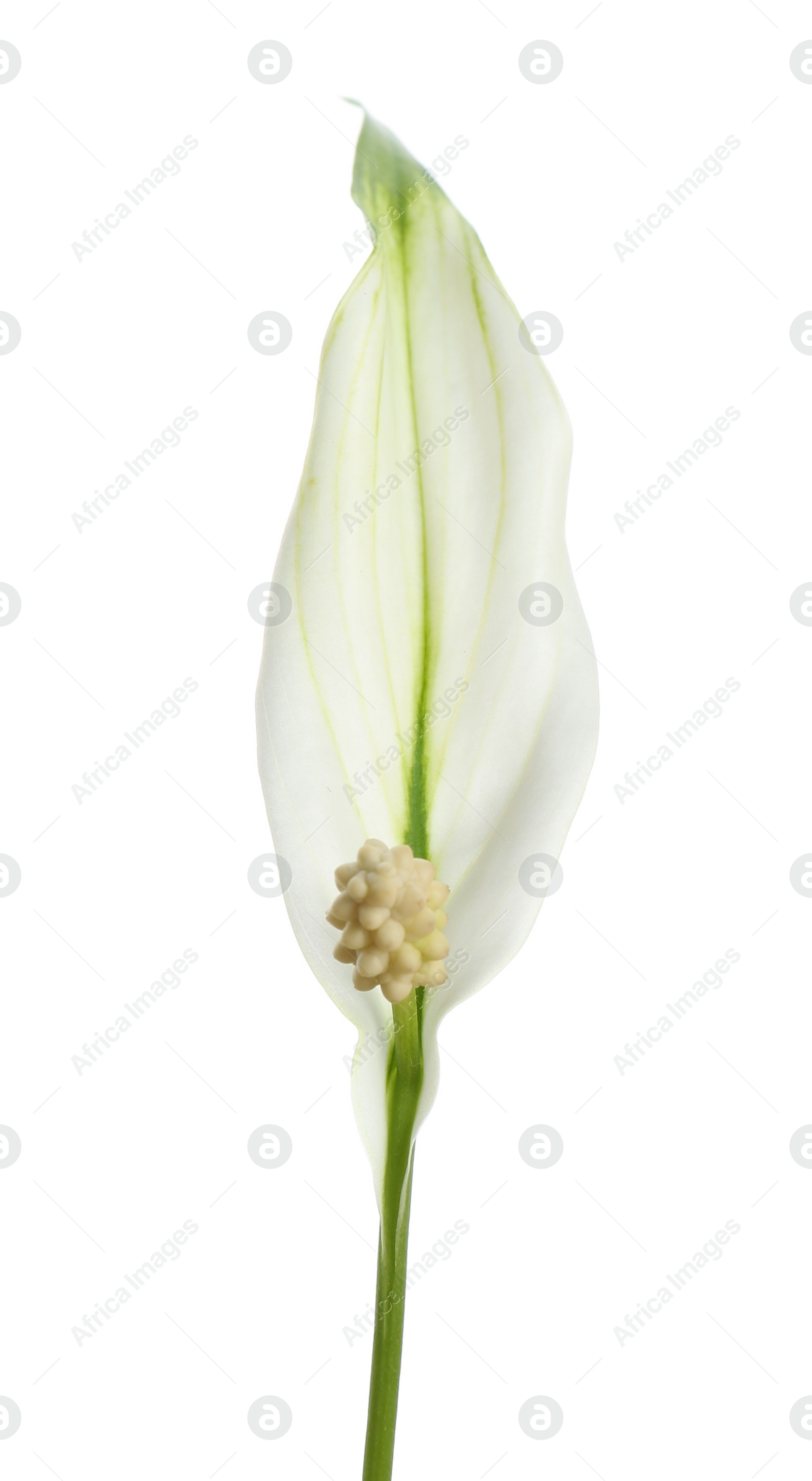 Photo of Beautiful peace lily plant on white background