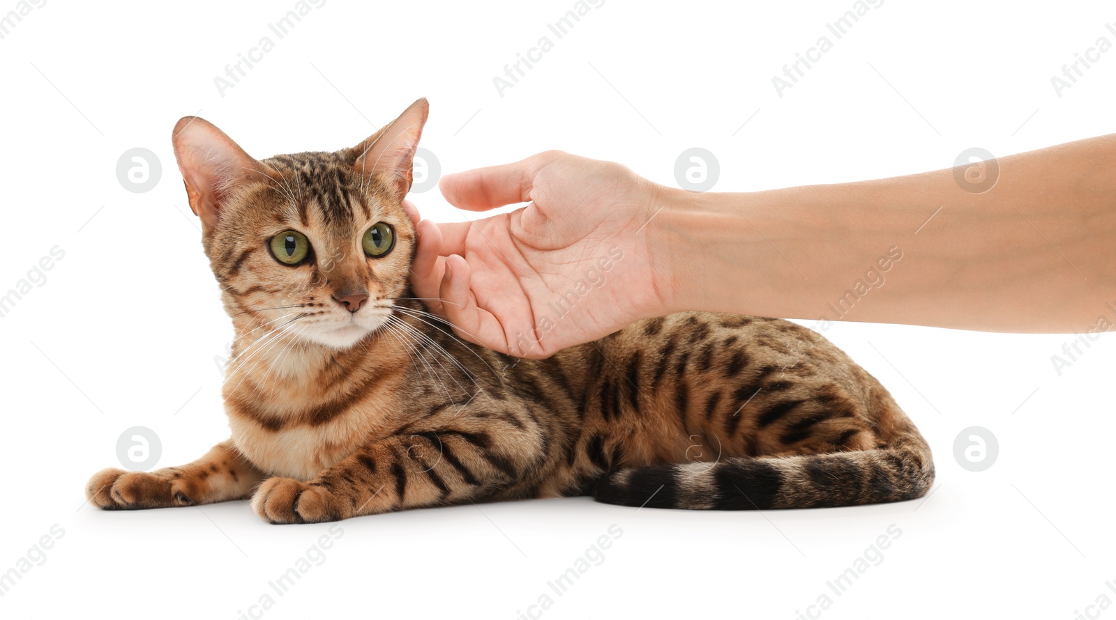 Photo of Woman petting cute Bengal cat on white background, closeup