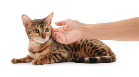 Photo of Woman petting cute Bengal cat on white background, closeup