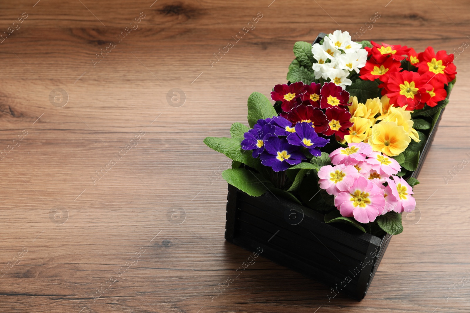 Photo of Primrose Primula Vulgaris flowers on wooden background, space for text. Spring season