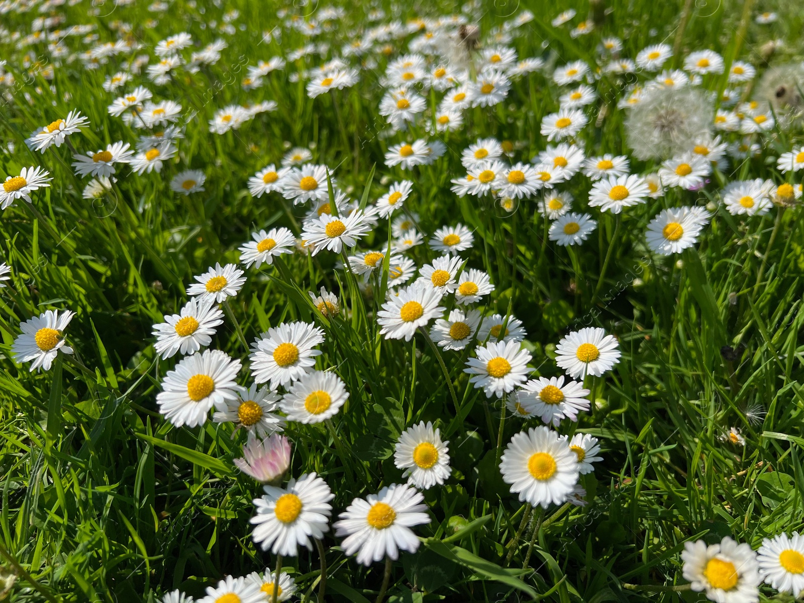 Photo of Beautiful white daisy flowers and green grass growing in meadow