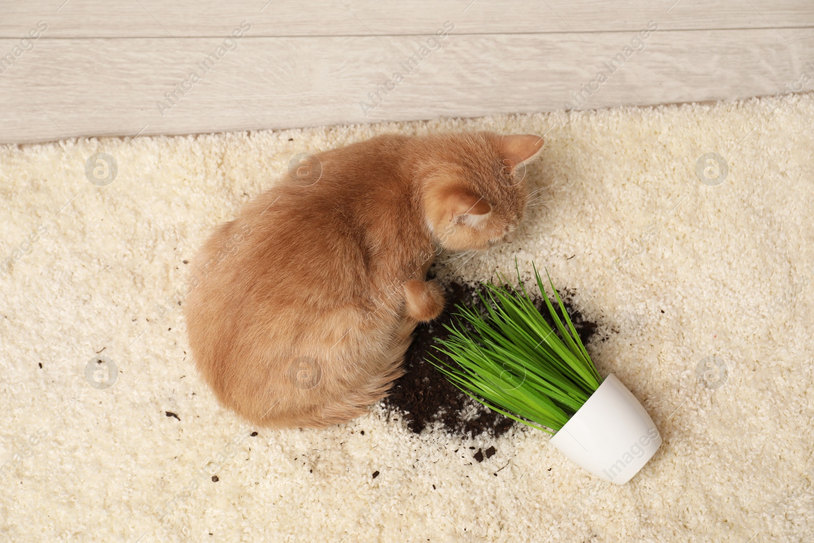 Photo of Cute ginger cat near overturned houseplant on carpet indoors