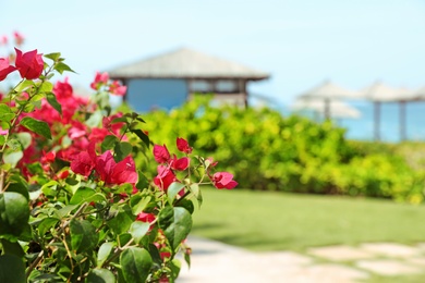 Beautiful blooming bush at tropical resort on sunny day. Space for text