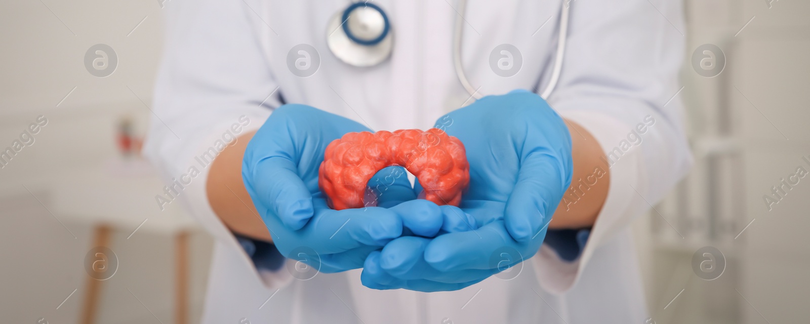 Image of Endocrinologist holding thyroid gland model in hospital, closeup. Banner design