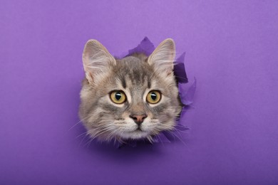 Photo of Cute cat looking through hole in purple paper