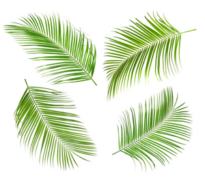 Image of Set of tropical leaves on white background