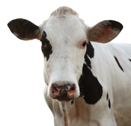 Image of Cute cow on white background, closeup view. Animal husbandry