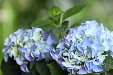 Photo of Beautiful hortensia plant with light blue flowers outdoors,  closeup