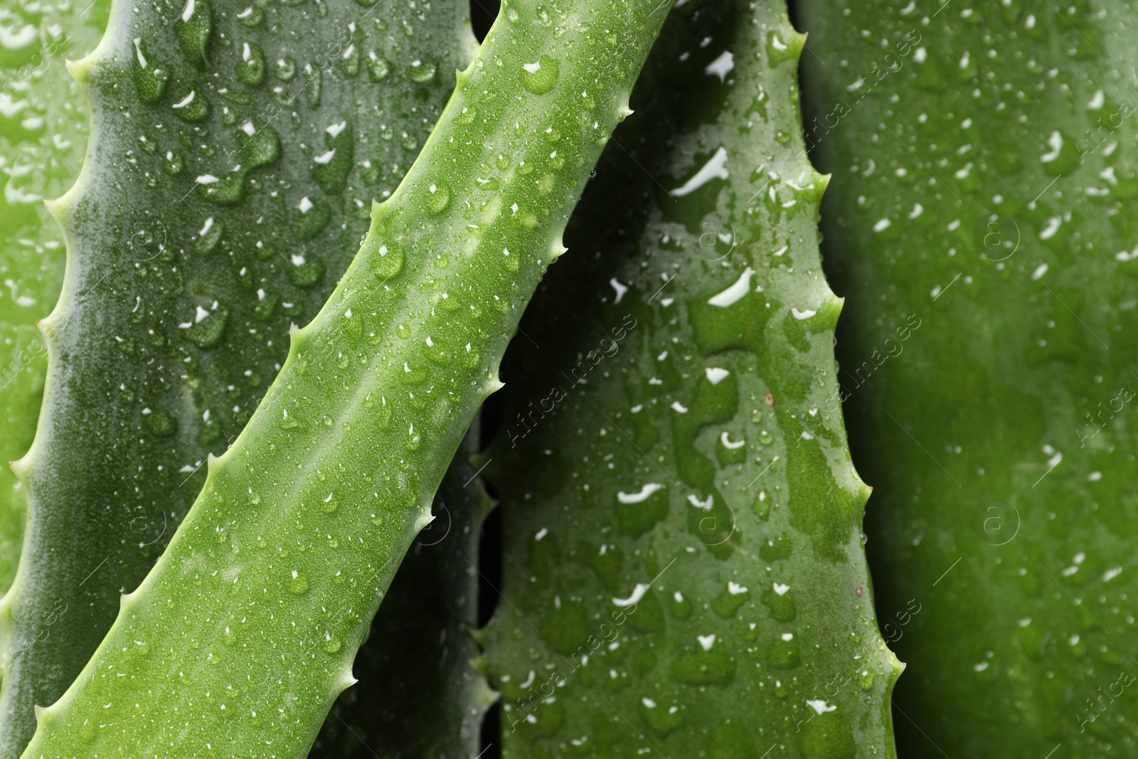 Photo of Fresh aloe vera leaves with water drops as background, closeup