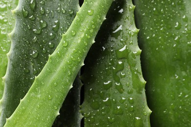 Fresh aloe vera leaves with water drops as background, closeup