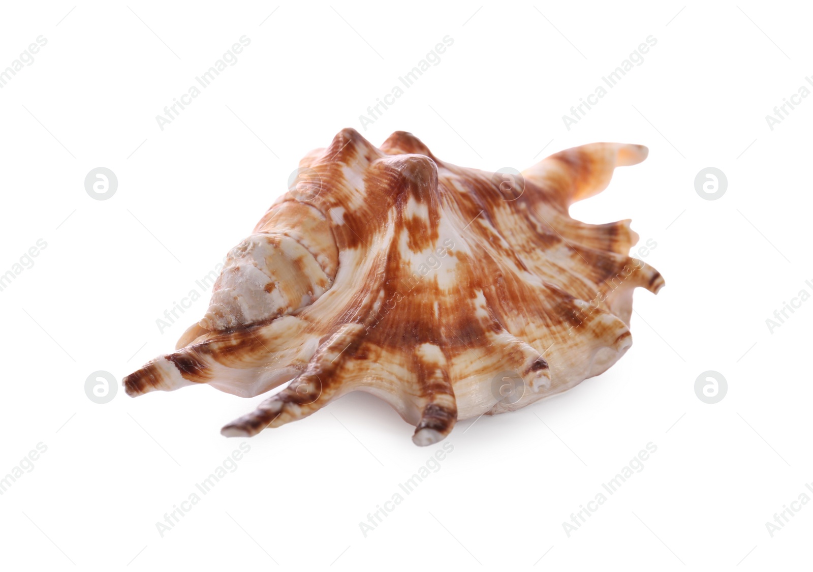 Photo of Beautiful exotic sea shell isolated on white