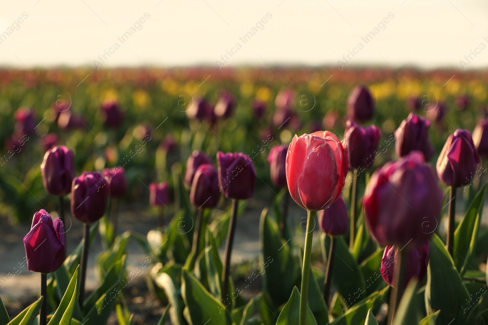 Photo of Field with fresh beautiful tulips. Blooming flowers