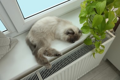 Photo of Cute Birman cat on windowsill near radiator at home, above view