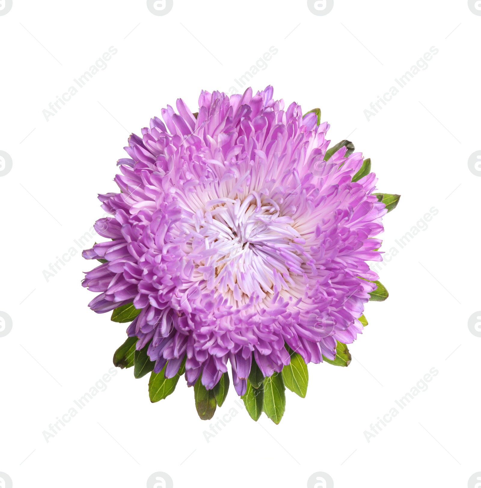 Image of Beautiful bright aster flower on white background