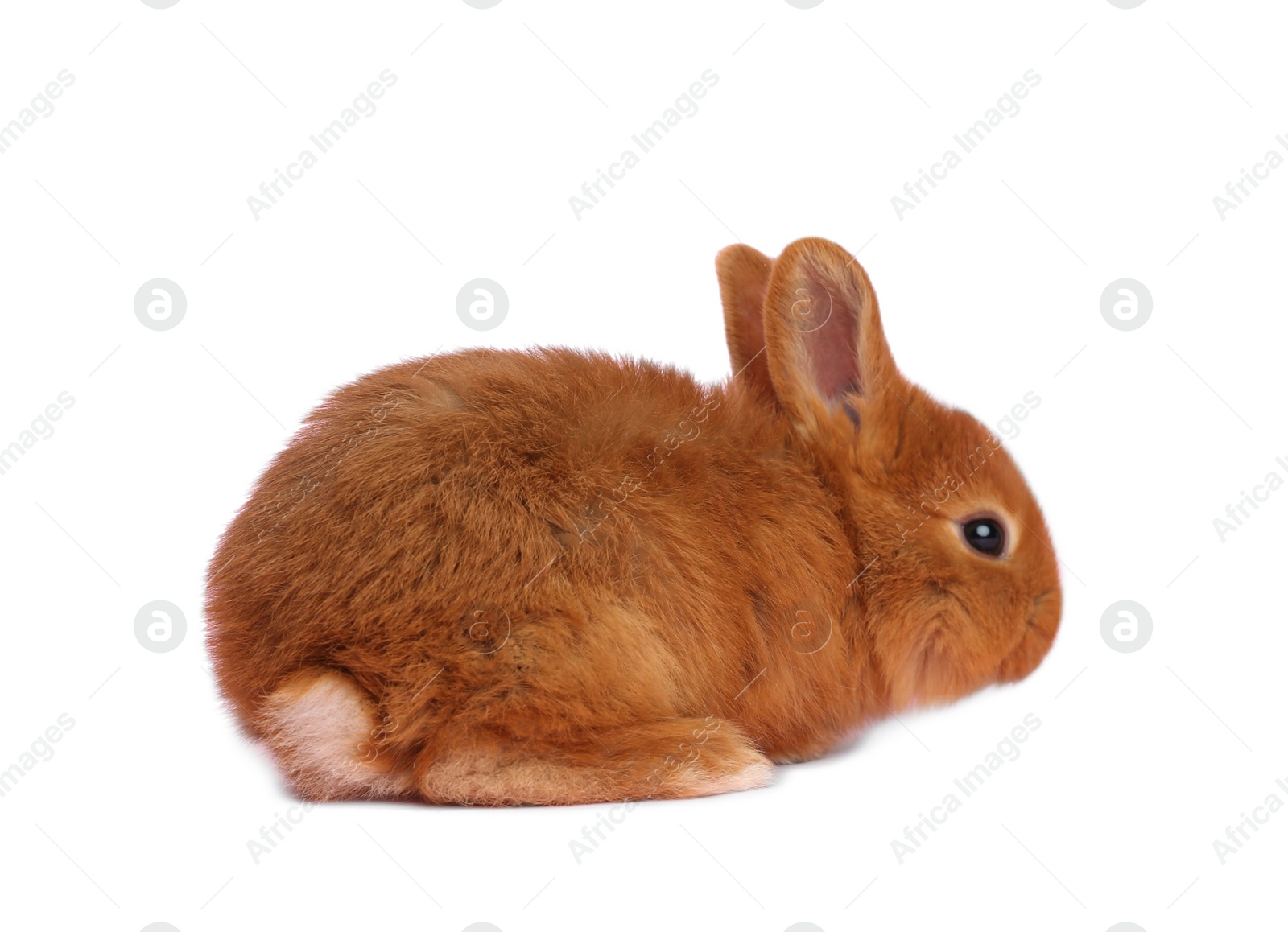 Image of Adorable fluffy Easter bunny on white background